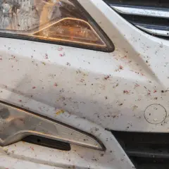 Jak usunąć owady z karoserii - skuteczne metody i porady na każdą sytuację